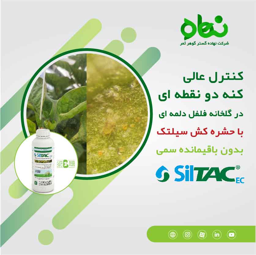 Excellent control with Siltac insecticide without toxic residue